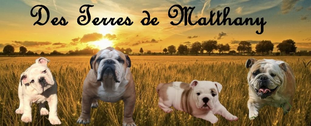 Accueil Elevage Des Terres De Matthany Eleveur De Chiens Bulldog 